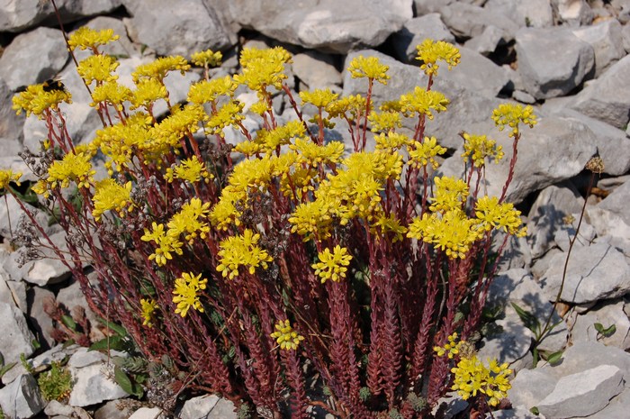 Fioriture magellensi